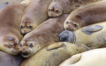 Elephant seal colony (mirounga angustirostris), California, 2007