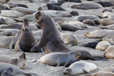 Northern Elephant Seals (M. angustirostris) at sunrise early lig